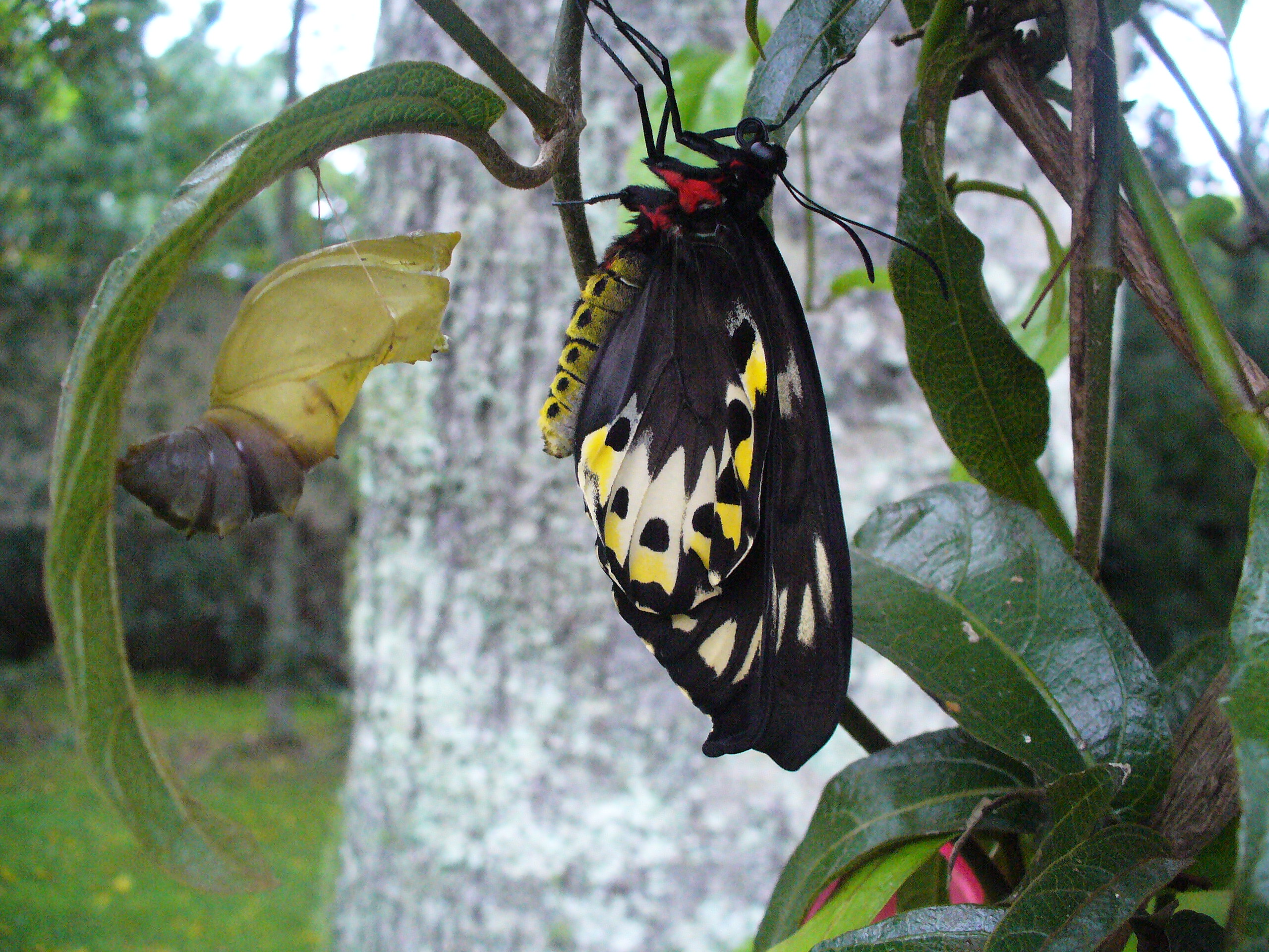 QLA 2 butterfly