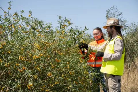 Seed collecting with Nugal Biik at Heidelberg Materials Wollert Quarry Landfill