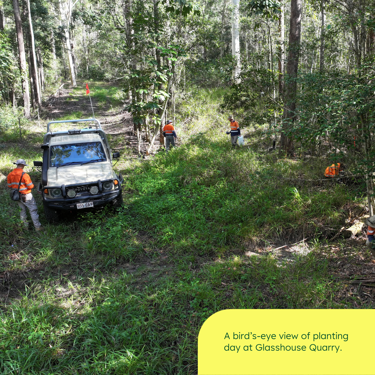Aerial view of team members undertaking Richmond Birdwing Butterfly Vine planting at Glasshouse Quarry.