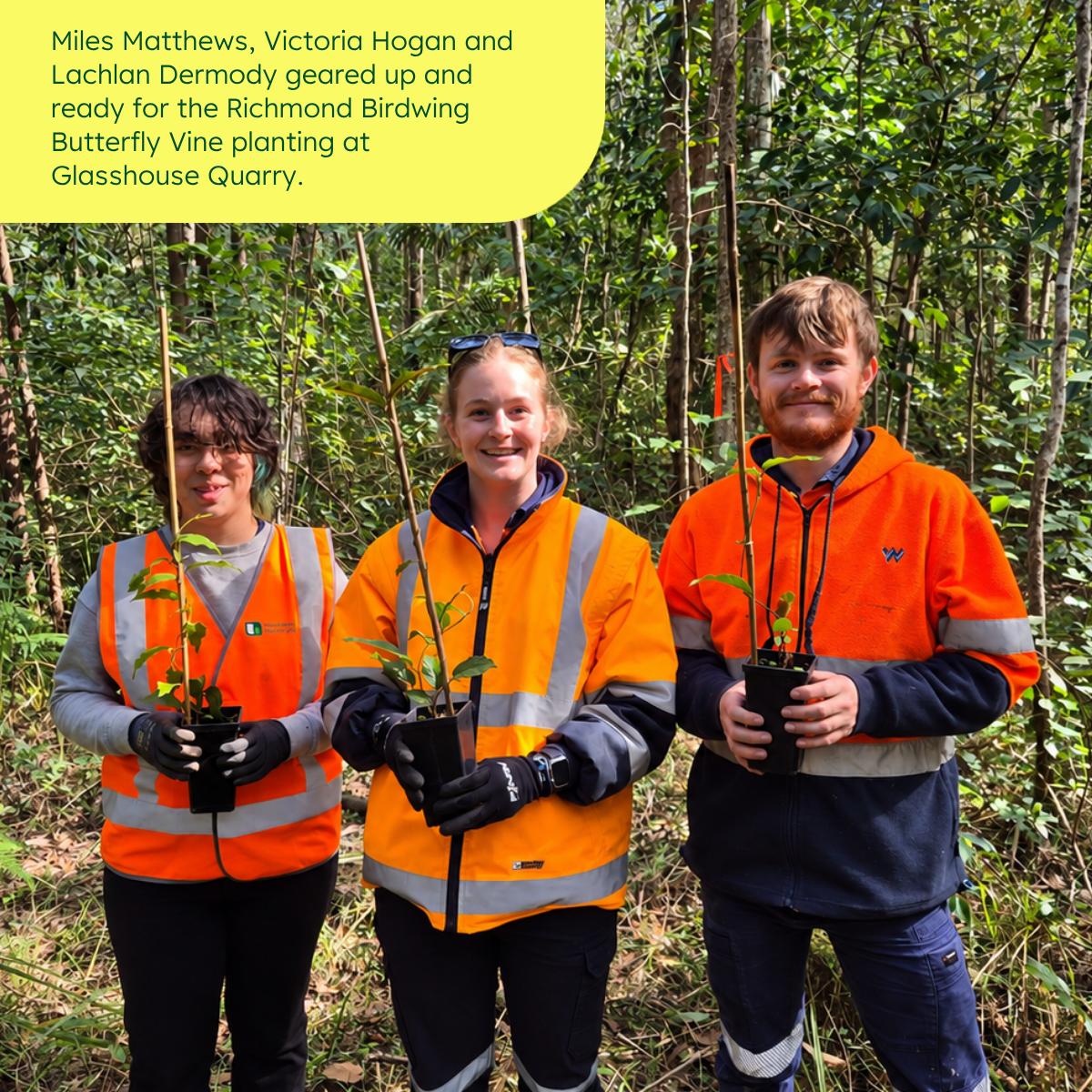 Miles Matthews, Victoria Hogan and Lachlan Dermody holding Richmond Birdwing Butterfly Vines at Glasshouse Quarry ahead of planting.